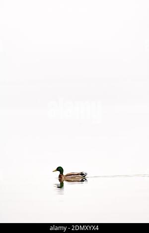 Ein männlicher (Drake) Stockente (Anas platyrhynchos) schwimmen. Stockfoto