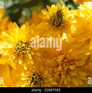 Poas Vulcano NP, Costa Rica - 3. April 2017: Nahaufnahme der tropischen gelben Chrysantheme. Stockfoto