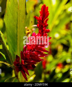 Manuel Antonio NP, Costa Rica - 8. April 2017: Nahaufnahme der Etlingera elatior (auch bekannt als Fackel Ingwer, Ingwerblume, rote Ingwerlilie, Fackel l Stockfoto