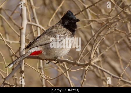 Rot belüftete Bulbul thront Stockfoto