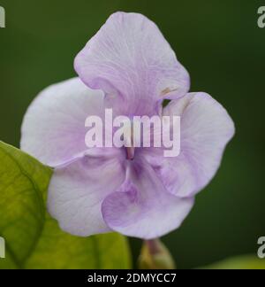 La Fortuna, Costa Rica - 5. April 2017: Blume von brunfelsia, auch bekannt als Gestern, heute und Morgen. Die Blüte wechselt von violett zu lavend Stockfoto