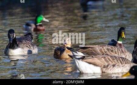 Mallard Enten (Anas platyrhynchos) und Candian Gänse (Branta canadensis) Schwimmen in einem Teich, Jephson Gardens, Birmingham, Großbritannien Stockfoto