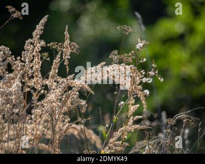 Nahaufnahme von trockenen Rispen von Schilf und Schafgarbe im Herbst. Phragmites australis, Achillea millefolium. Unscharfer Hintergrund mit Bokeh. Stockfoto