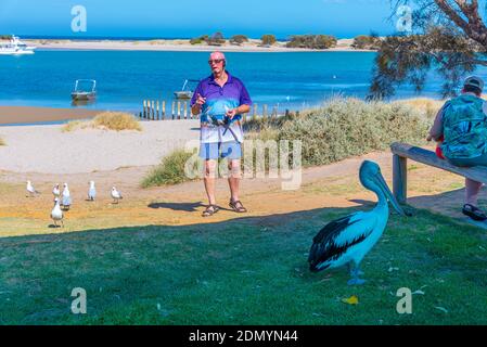 KALBARRI, AUSTRALIEN, 12. JANUAR 2020: Pelican Fütterungsschau in Kalbarri, Australien Stockfoto