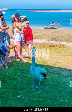 KALBARRI, AUSTRALIEN, 12. JANUAR 2020: Pelican Fütterungsschau in Kalbarri, Australien Stockfoto