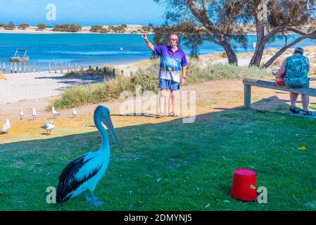 KALBARRI, AUSTRALIEN, 12. JANUAR 2020: Pelican Fütterungsschau in Kalbarri, Australien Stockfoto