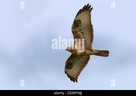 In Steppebuizerd vlucht; Steppe Bussard ssp Vulpinus im Flug Stockfoto