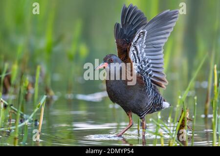 Waterral; Wasser Schiene Stockfoto