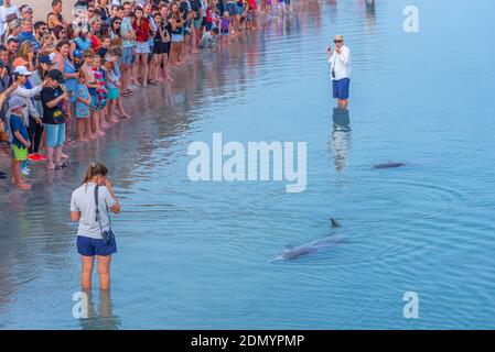 MONKEY MIA, AUSTRALIEN, 13. JANUAR 2020: Delphinfütterungsshow im Monkey Mia Resort in Australien Stockfoto