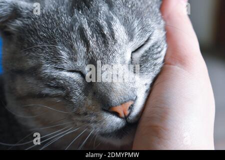 Menschliche Hand streichelt eine niedliche Katze, drinnen Stockfoto