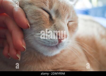 Menschliche Hand streichelt eine niedliche Katze, drinnen Stockfoto