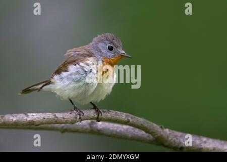 Kleine Vliegenvanger; Red-breasted Schopftyrann Stockfoto