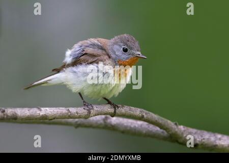 Kleine Vliegenvanger; Red-breasted Schopftyrann Stockfoto