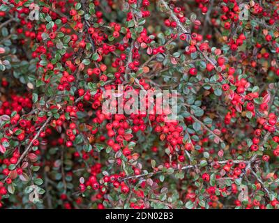 Ein Teil eines Busches von Cotoneaster horizontalis bedeckt mit Kleine leuchtend rote Beeren Stockfoto