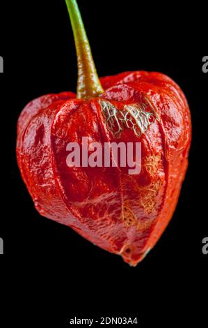 Eine Nahaufnahme eines einzelnen leuchtend orangefarbenen Samenstiels von Physalis alkekengi var. francheti vor einem sauberen schwarzen Hintergrund Stockfoto