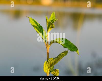 Eine schöne grüne Pflanze neben einem See Landschaft von Indien Stockfoto