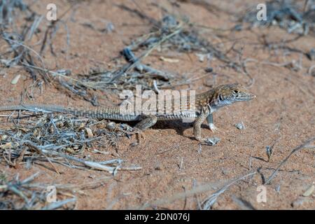 Saudische Fringe-Fingereidechse (Acanthodactylus gongrorhynchatus) in der Wüste Sand Makro-Fotografie. Stockfoto