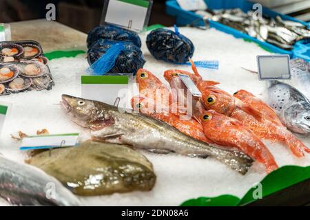 Verschiedene Arten von frischem Fisch auf Eis auf der Theke Fischmarkt in Barcelona Stockfoto