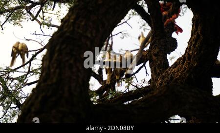 Selektiver Fokus auf Zweige von Khejri oder Prosopis cineraria.Es stirbt einen langsamen Tod, haben Wissenschaftler und Umweltschützer gewarnt. Stockfoto