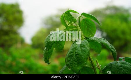 Frische, feuchte grüne Blätter der Guar- oder Cyamopsis tetragonoloba-Pflanze. Es ist eine jährliche Hülsenfrüchte und die Quelle von Guarkernmehl. Stockfoto