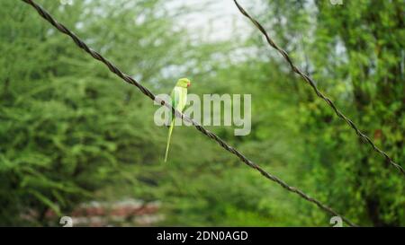 Awesome view of Green parrot sitting on iron rope alone. Parrots represent communication, friendliness, sociability and playfulness Stock Photo