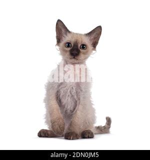 Pretty Chocolate Tonkinese Pointed LaPerm Katze Kätzchen, sitzen nach vorne mit einer Pfote verspielt in der Luft. Blick auf die Kamera mit grünen Augen. Iso Stockfoto