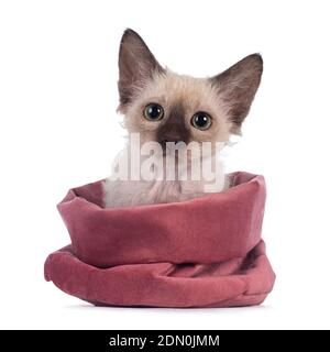 Pretty Chocolate Tonkinese Spitz LaPerm Katze Kätzchen, sitzt in rosa Samtbeutel. Blick auf die Kamera mit grünen Augen. Isoliert auf weißem Hintergrund Stockfoto