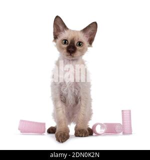 Pretty Chocolate Tonkinese Pointed LaPerm cat kitten Stock Photo