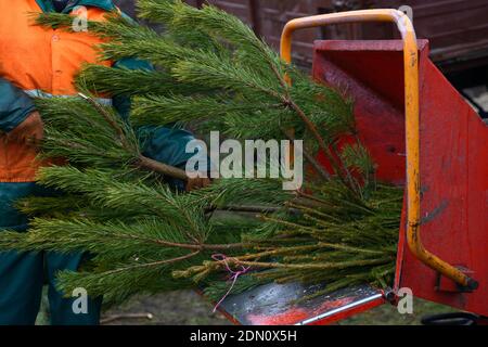 Worker hands put branches of used Christmas tree in receiver of a wood chipper. Collection point for recycling used Christmas trees Stock Photo