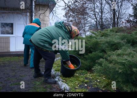 Kommunale Gärtnerinnen befruchten den Boden des Rasens mit Holz Chips von gebrauchten Weihnachtsbäumen mit Kunststoff-Eimer Stockfoto