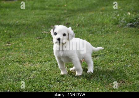 Weißer Welpe mit etwas schwarzem Fleck auf dem Kopf, verschiedenfarbige Augen (Heterochromia iridium) auf einem grünen Grasfeld. Stockfoto
