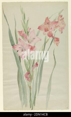 Studie von Amaryllis, Sophia L. Crownfield, (amerikanisch, 1862–1929), Pinsel und Aquarell, Graphit auf grauem, mit Leinen strukturiertem Papier, vertikales Blatt mit zwei Sprays von rosa und roten Amaryllis mit grünem Laub., USA, Anfang des 20. Jahrhunderts, Naturstudien, Zeichnung Stockfoto