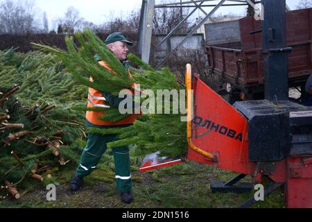 Arbeiter setzt Zweige von gebrauchten Weihnachtsbaum in den Empfänger des Hackers. Sammelstelle für das Recycling gebrauchter Weihnachtsbäume. Januar 10, 2020. Kie Stockfoto