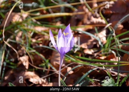 Wilder Krokus (Crocus nudiflorus) im sonnenbeschienenen Buchenwald. Stockfoto