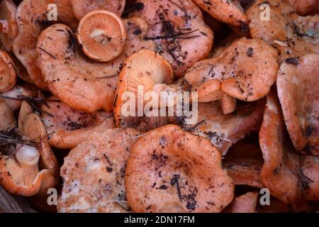 Lactarius deliciosus gefangen im Kiefernwald. Munilla, La Rioja. Stockfoto