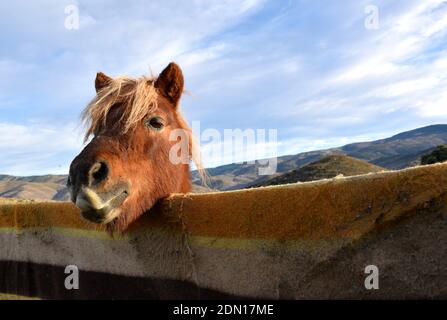 Pony stochend Kopf über Zaun mit Decke bedeckt. Berglandschaft. Stockfoto