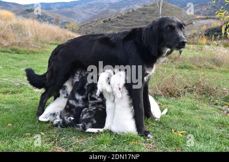 Schäferhund säugt ihre Welpen im Busch. Stockfoto