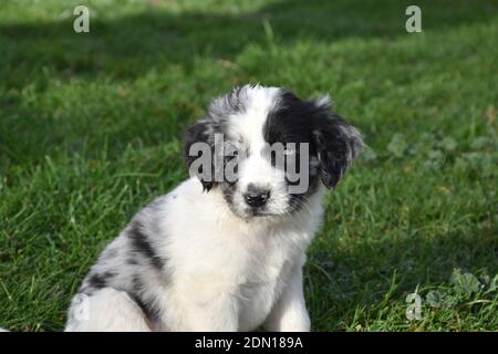 Border Collie Hundewelpe mit verschiedenfarbigen Augen (Heterochromie). Stockfoto