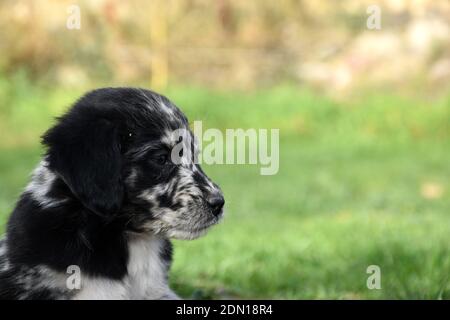 Border Collie Hund Welpen Kopf Seite Detail. Stockfoto