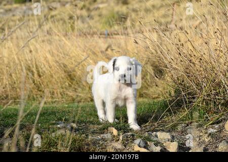 Hund Welpen mit einem Auge jeder Farbe (Heterochromie) spielen auf dem Feld. Stockfoto