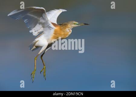 In Ralreiger vlucht; Squacco Heron im Flug Stockfoto