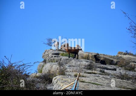 Ziegen auf felsigen Felsen mit intensivem blauen Himmel. Stockfoto