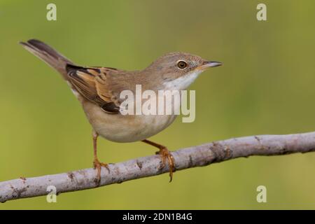 Grasmus zittend op Tak; Common Whitethroat thront auf einem Zweig Stockfoto