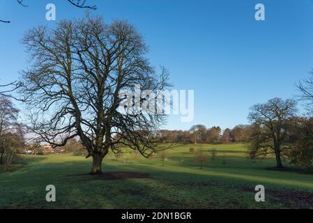 Sonniger Wintertag in Warley Woods in den West Midlands In der Nähe von Birmingham Stockfoto