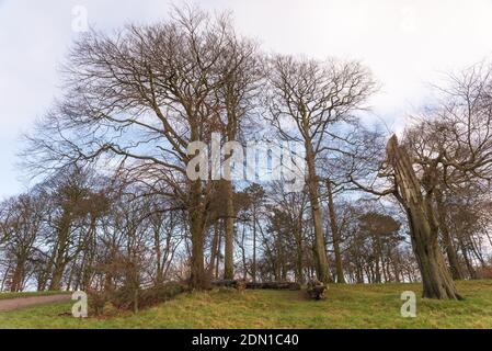 Sonniger Wintertag in Warley Woods in den West Midlands In der Nähe von Birmingham Stockfoto