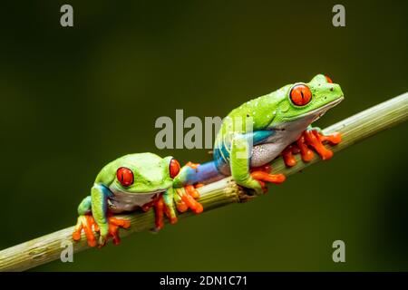 Rotäugige Baumfrösche (Agalychnis callidyas) - Nahaufnahme mit selektivem Fokus. Stockfoto