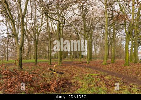 Sonniger Wintertag in Warley Woods in den West Midlands In der Nähe von Birmingham Stockfoto