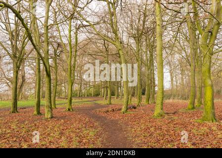 Sonniger Wintertag in Warley Woods in den West Midlands In der Nähe von Birmingham Stockfoto