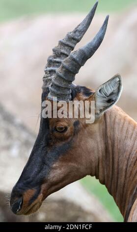 Nahaufnahme eines Topi (Damaliscus lunatus jimela). Serengeti Nationalpark, Tansania. Stockfoto