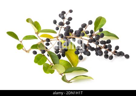 Privet ( Ligustrum , vulgare ) isoliert auf weiß Stockfoto